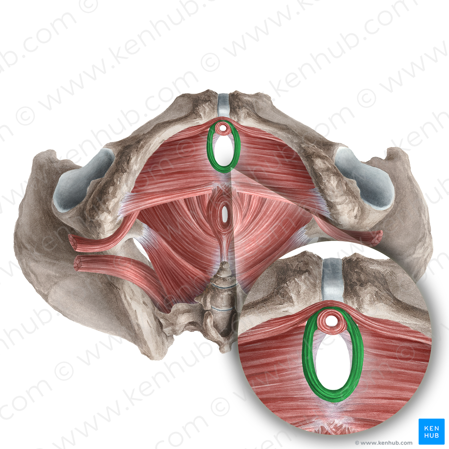 Sphincter urethrovaginalis (#21255)