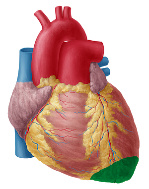 Apex of heart (#754)