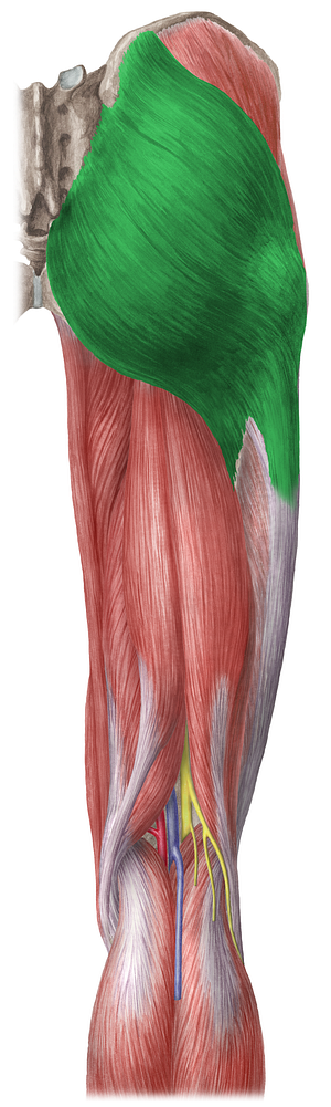Gluteus maximus muscle (#5412)