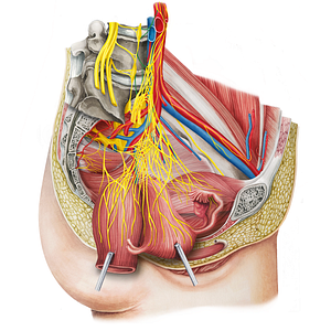 Lumbar splanchnic nerves (#6275)