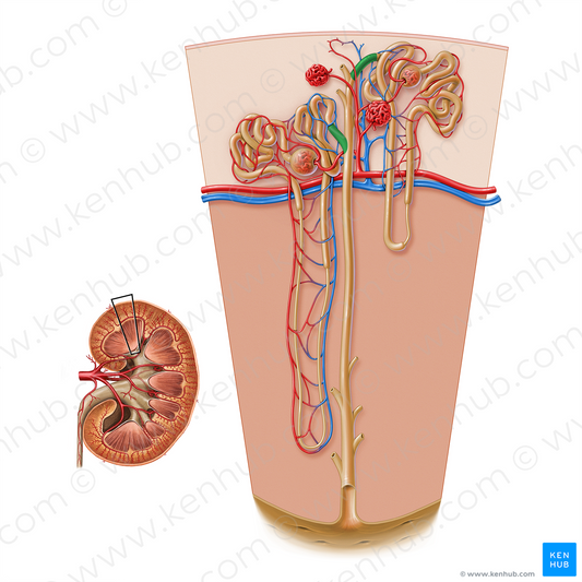 Connecting tubule (#19984)