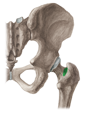 Trochanteric fossa of femur (#3898)