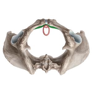 Compressor urethrae muscle (#21252)