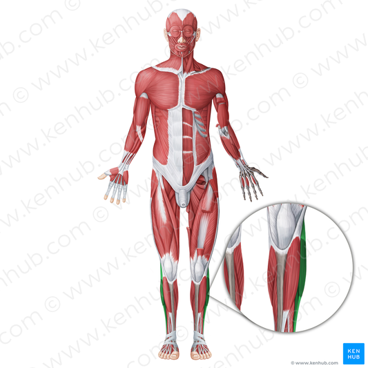 Lateral muscles of leg (#20064)