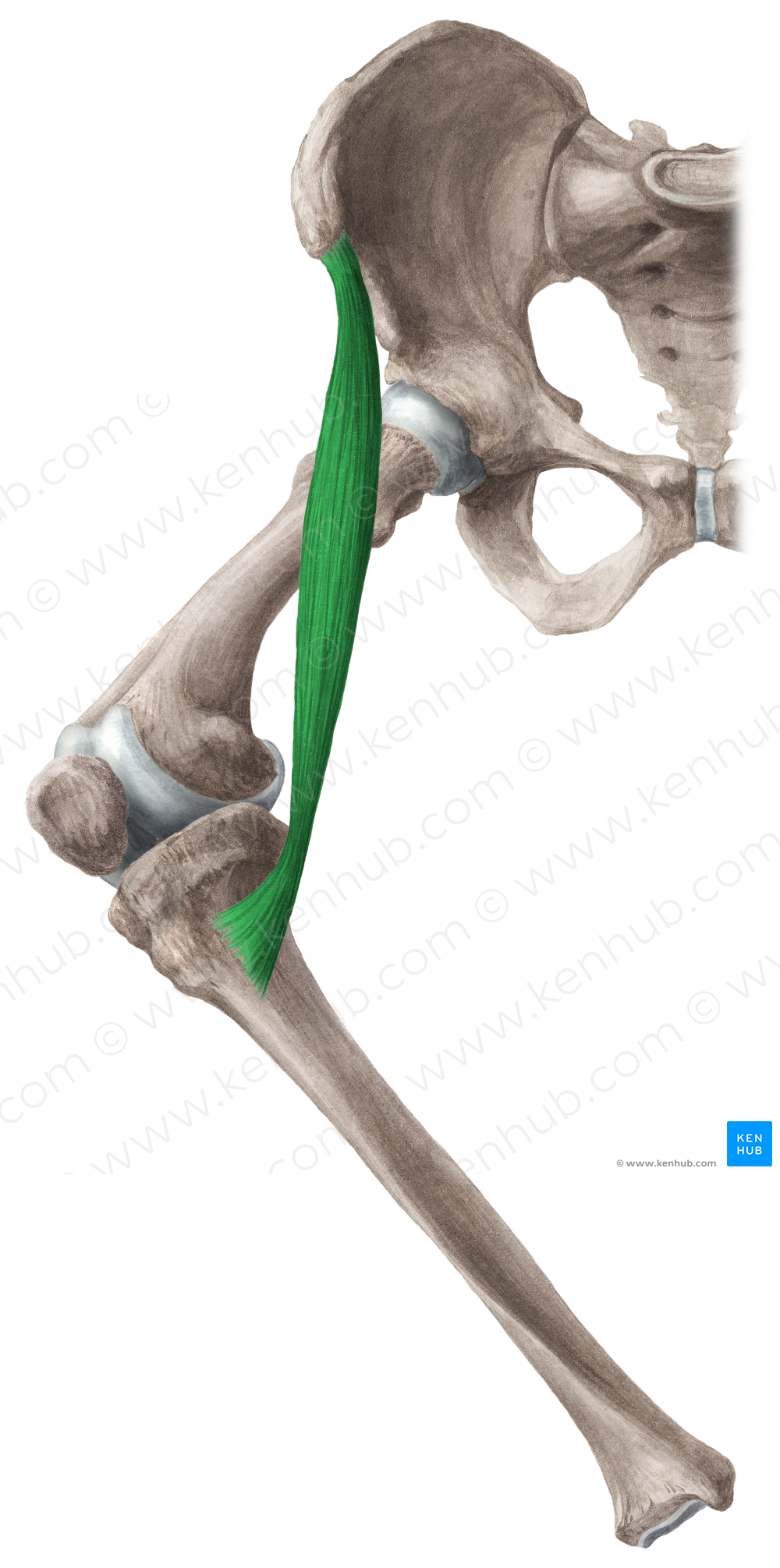 Sartorius muscle (#5895)