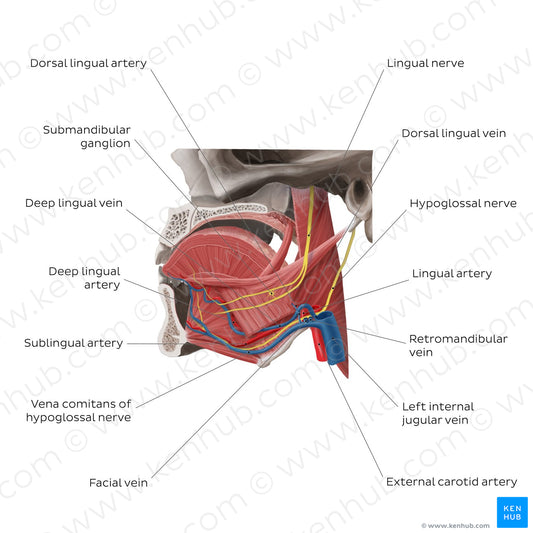 Neurovasculature of the tongue (English)