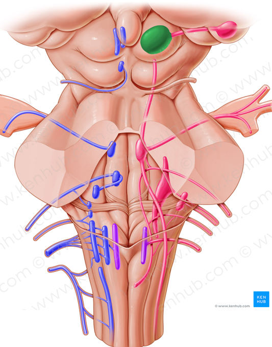 Superior colliculus (#2670)