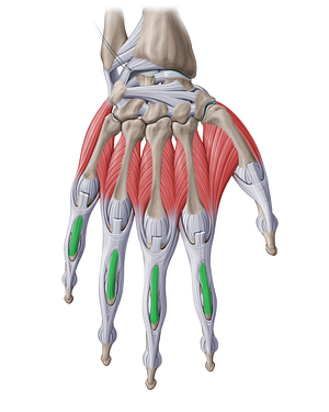 Central band of extensor expansion of hand (#18902)