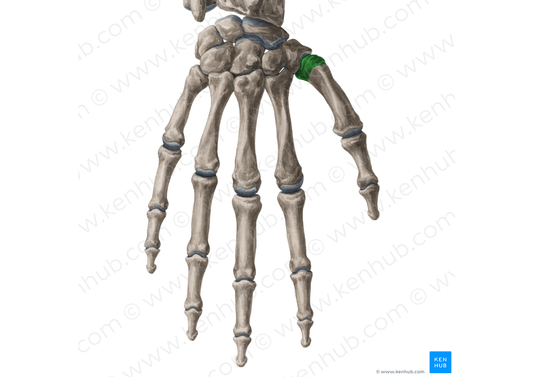 Base of 1st metacarpal bone (#2157)