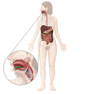 Sublingual gland (#4110)