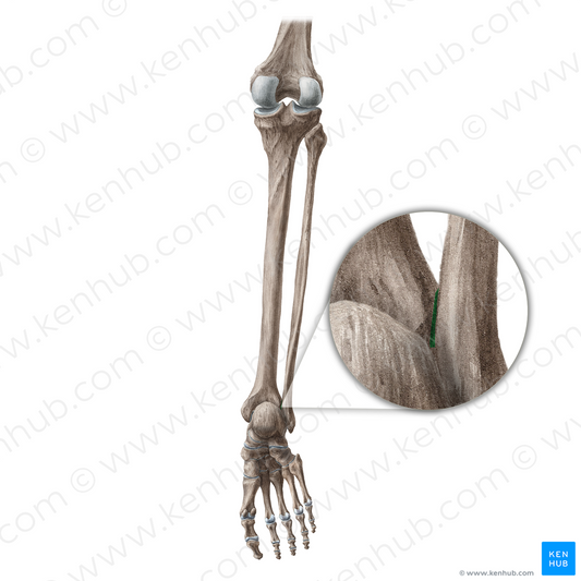 Fibular notch of tibia (#20443)