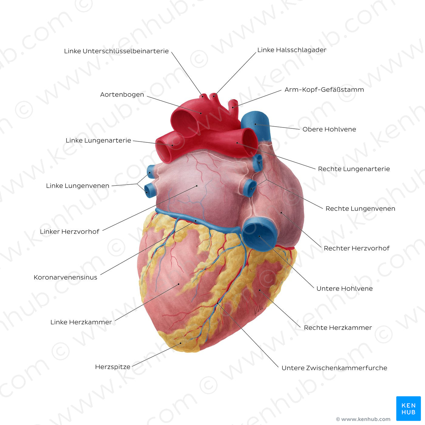 Posteroinferior view of the heart (German)