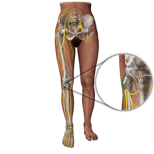 Common fibular nerve (#19359)