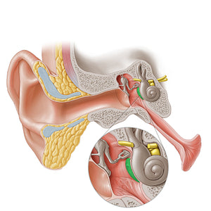 Promontory of tympanic cavity (#20269)