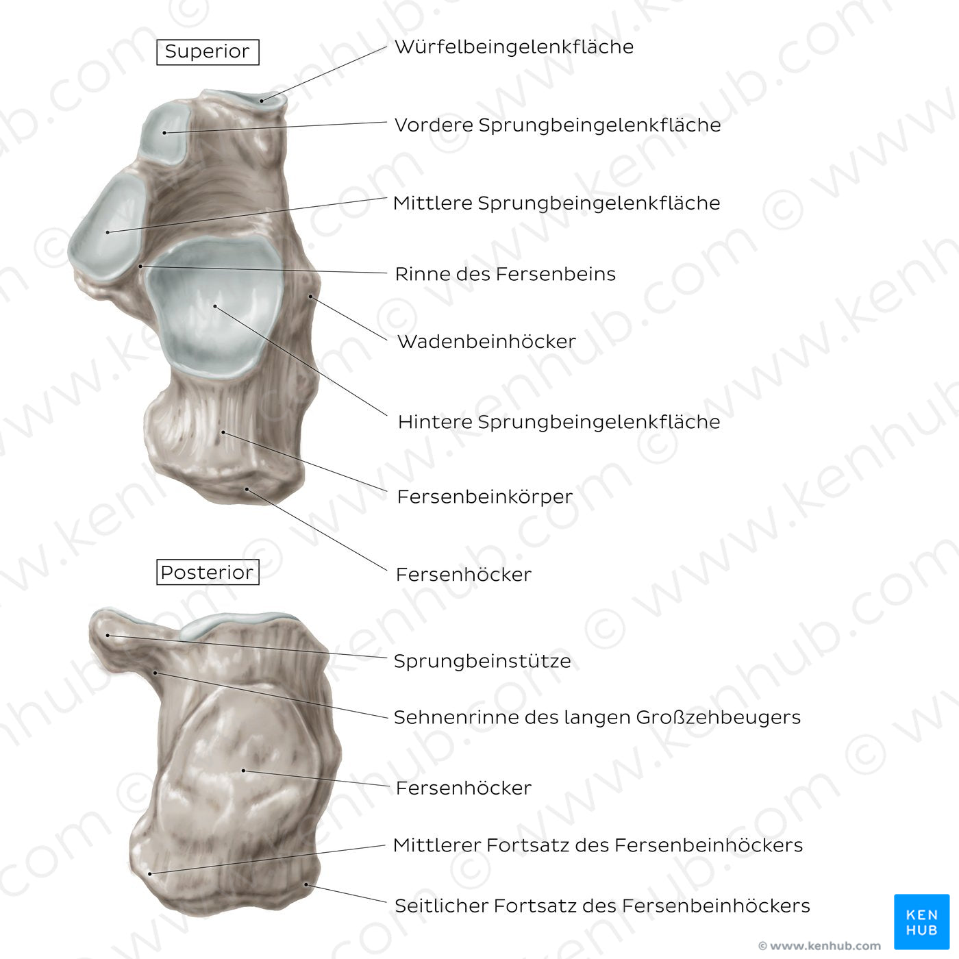 Calcaneus (Superior and posterior view) (German)