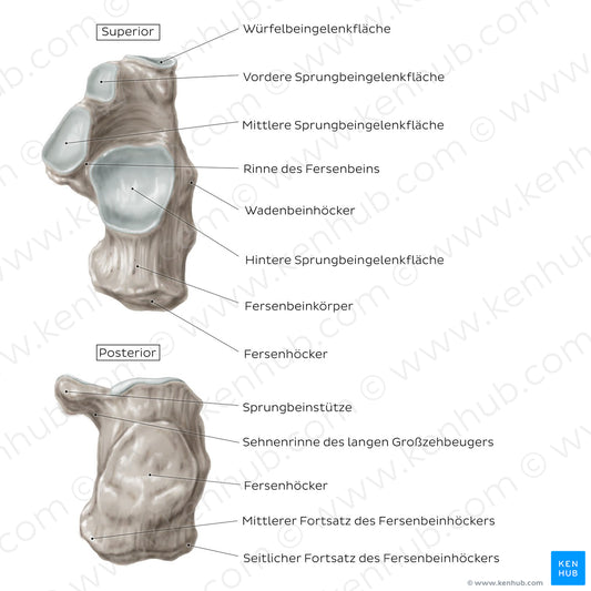 Calcaneus (Superior and posterior view) (German)