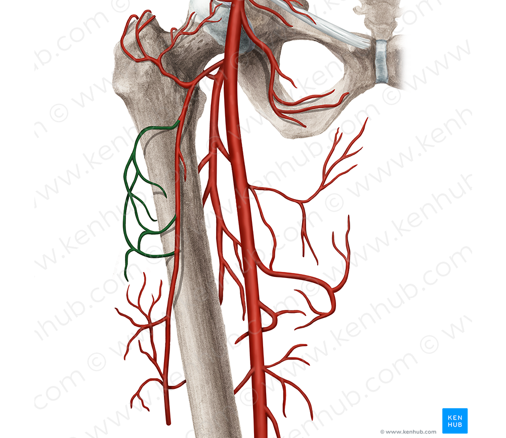 Transverse branch of lateral circumflex femoral artery (#8823)
