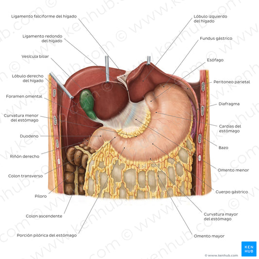 Stomach in situ (Spanish)