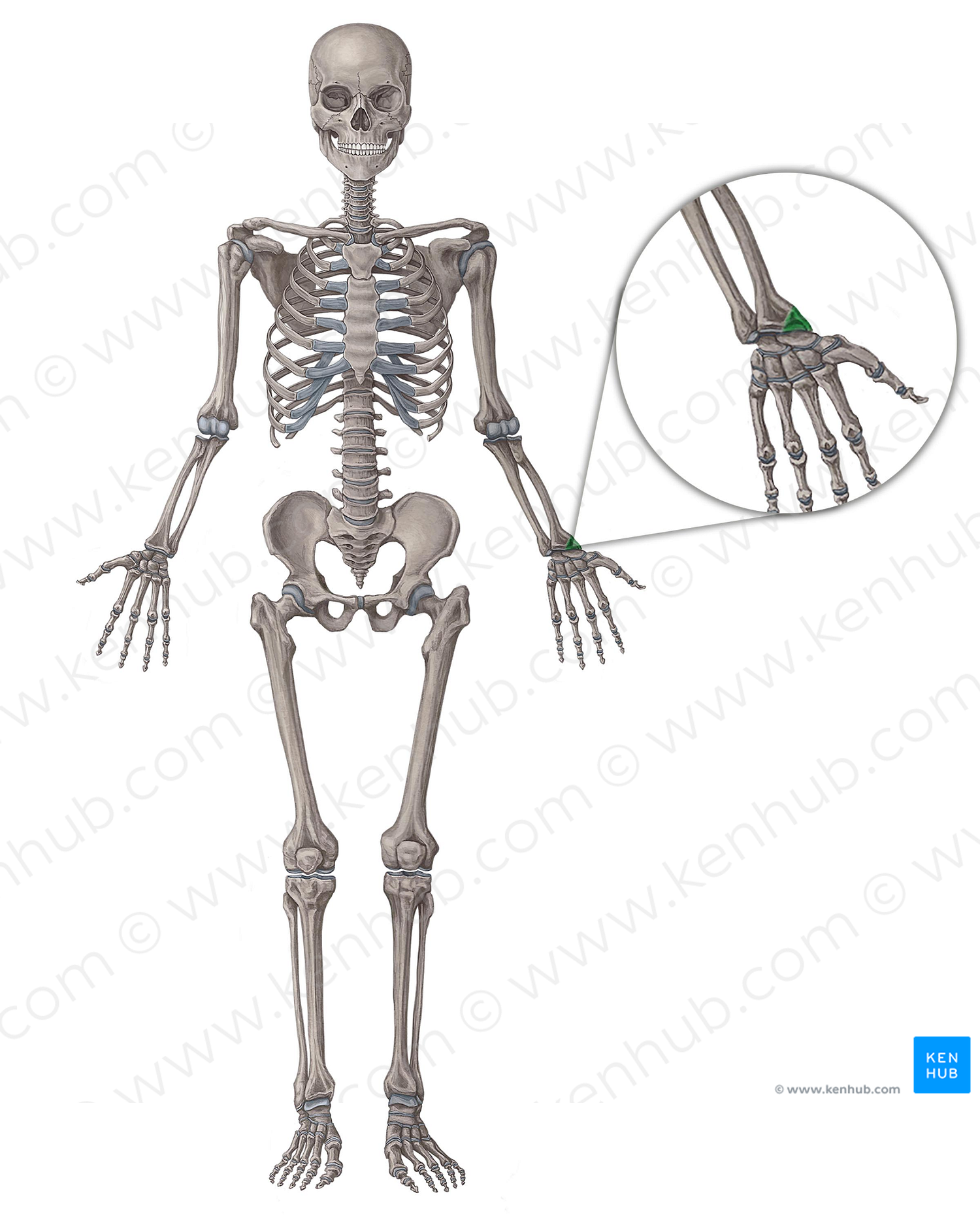 Styloid process of radius (#8302)