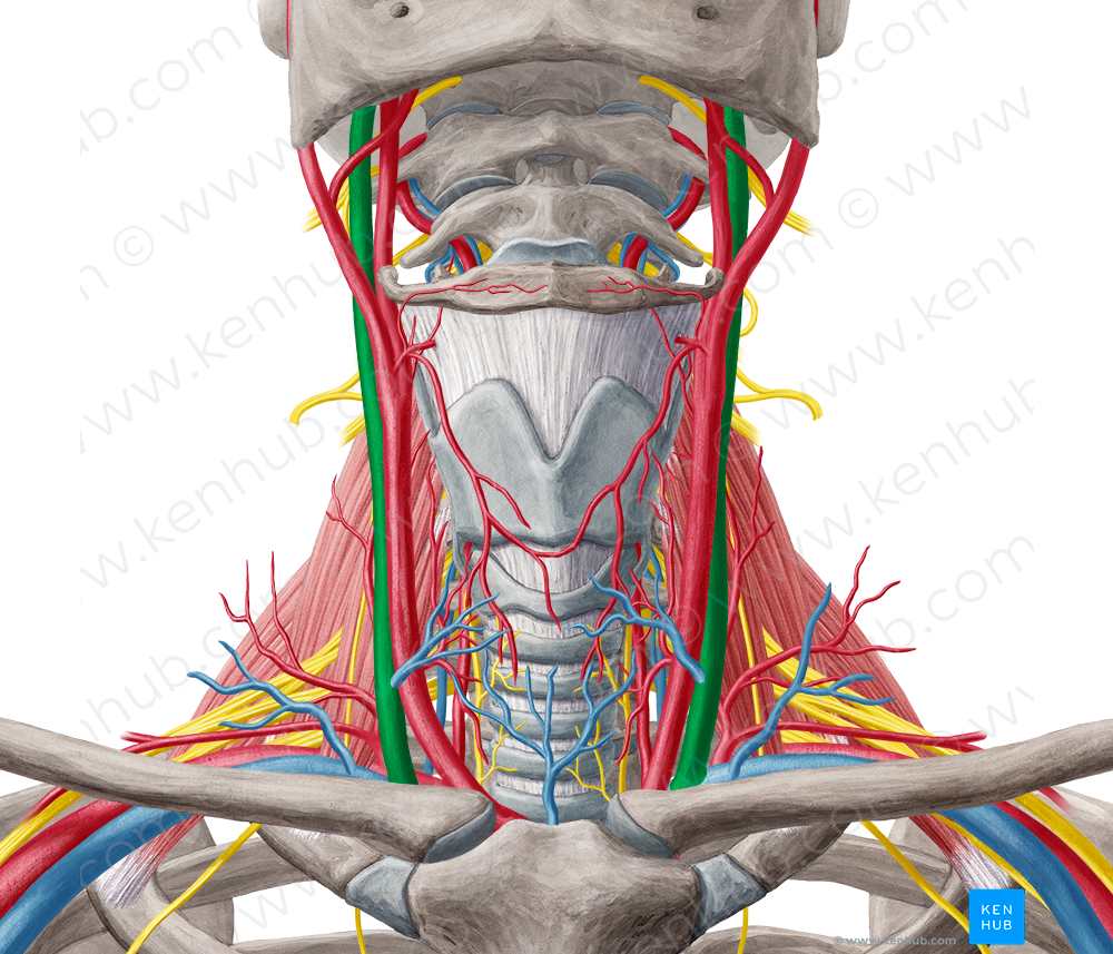 Internal jugular vein (#10356)