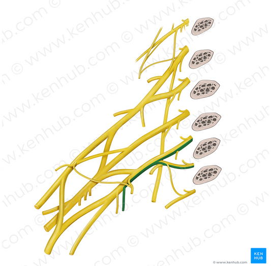 Medial brachial cutaneous nerve (#6369)