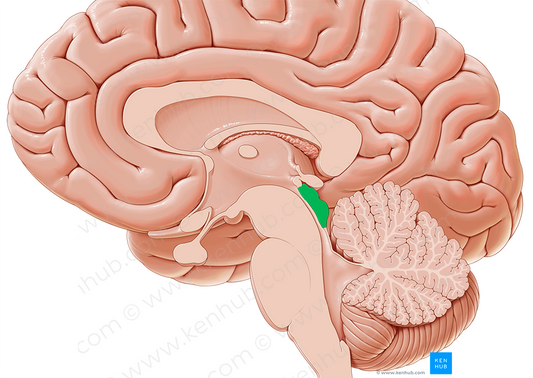 Tectum of midbrain (#4425)