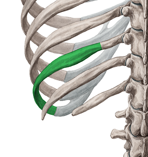 Body of rib (#2916)