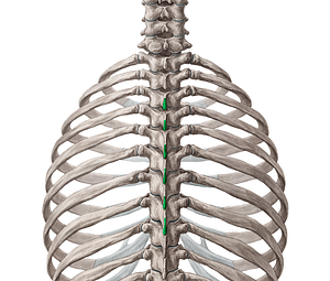 Spinous processes of vertebrae T3-T8 (#8279)