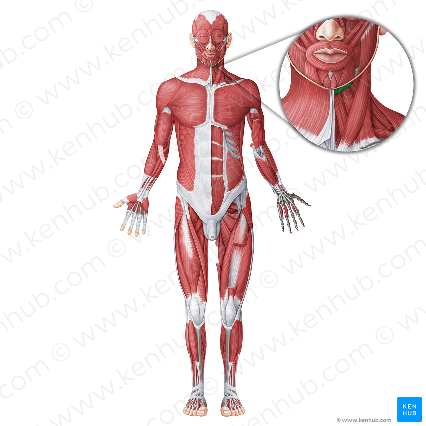 Digastric muscle (#18654)