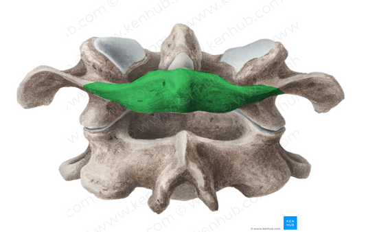 Posterior arch of atlas (#852)