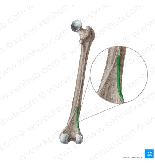 Lateral supracondylar line of femur (#18273)