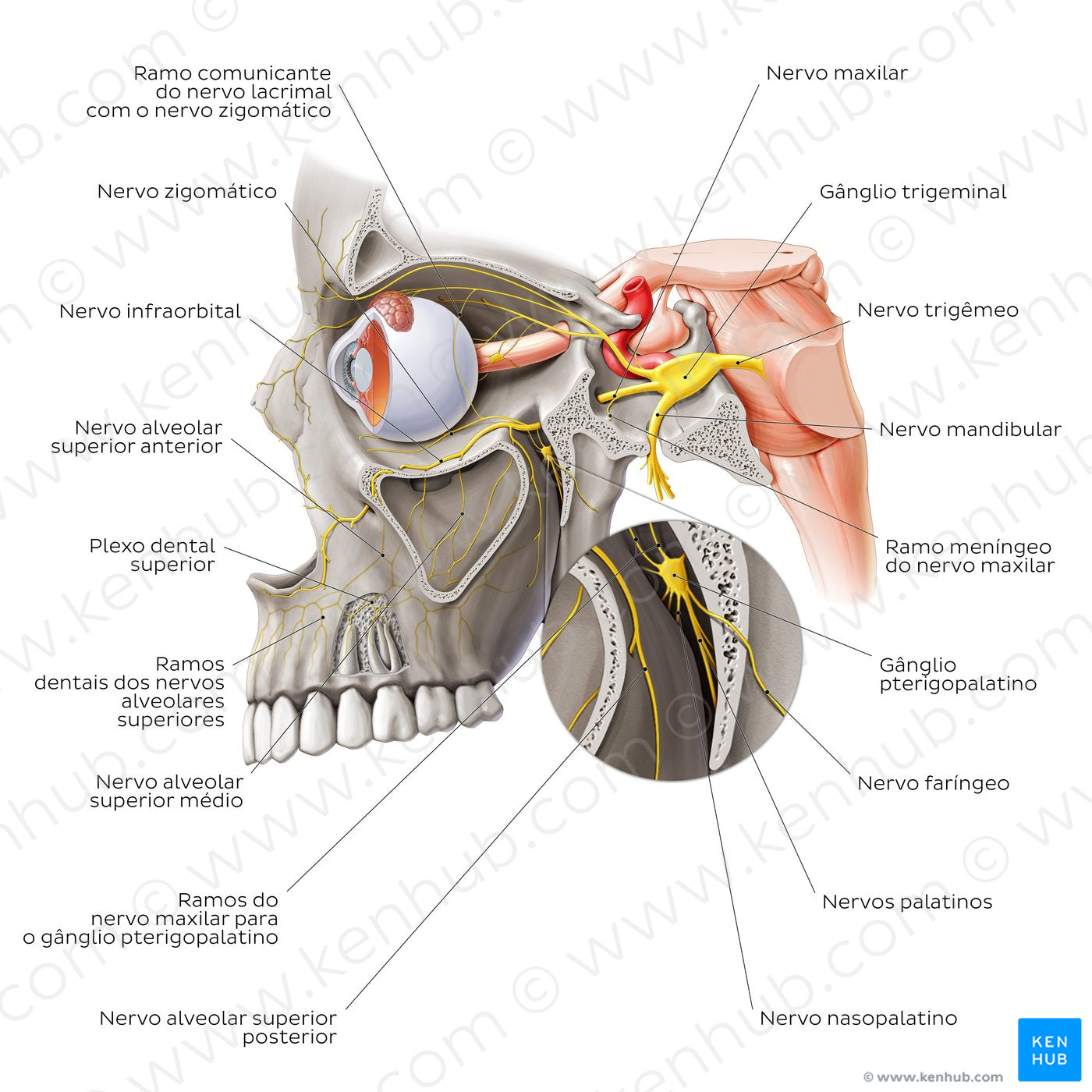 Maxillary nerve (Portuguese)