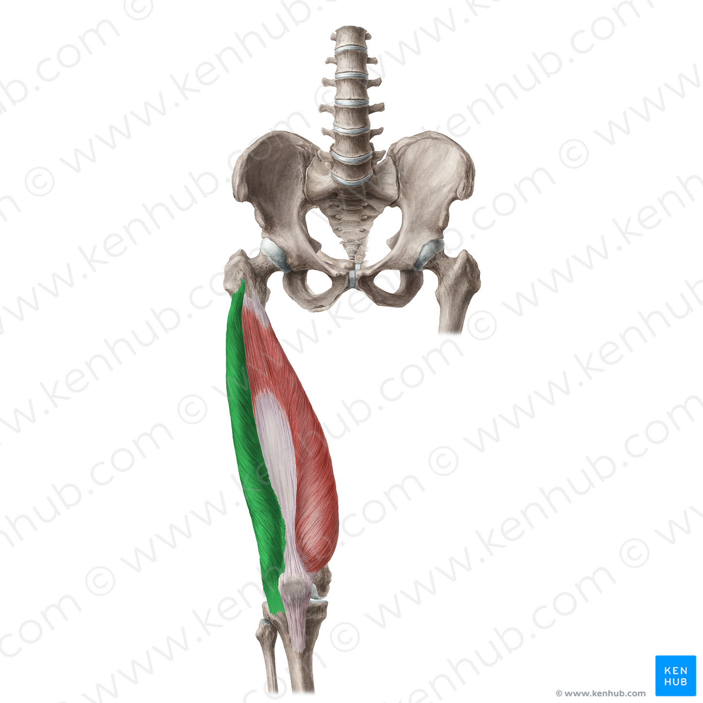 Vastus lateralis muscle (#6169)