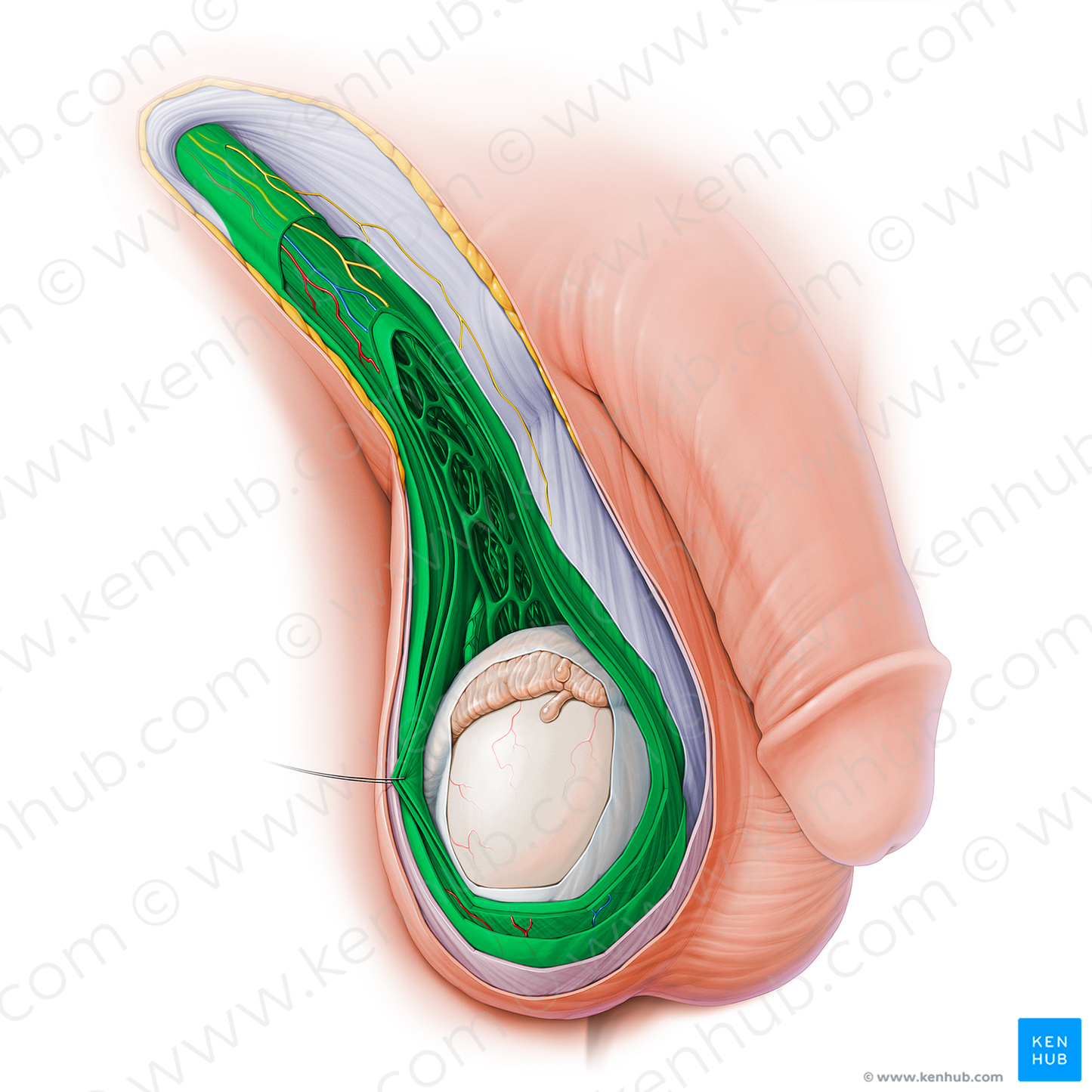 Spermatic cord (#15128)