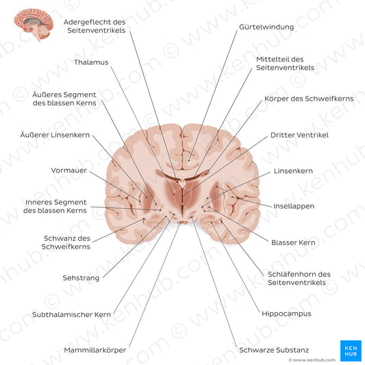 Coronal section of the brain (thalamus level): Gray matter structures (German)