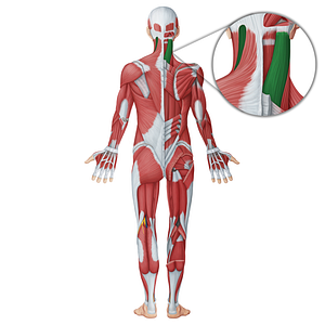 Splenius capitis muscle (#18749)