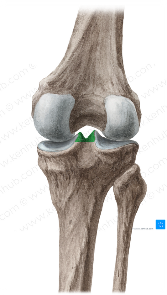 Intercondylar eminence of tibia (#3385)