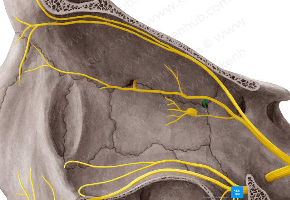Posterior ethmoidal nerve (#6396)