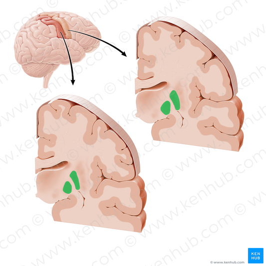 Globus pallidus (#21170)