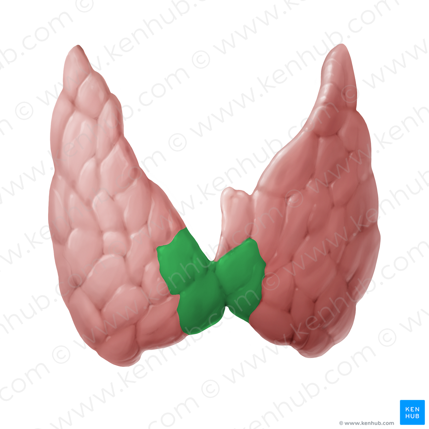 Isthmus of thyroid gland (#14109)