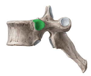 Superior costal facet of vertebra (#3907)