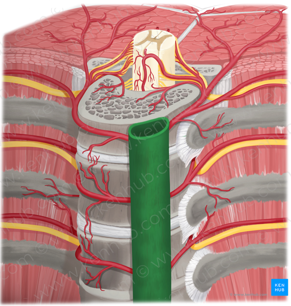 Descending thoracic aorta (#736)