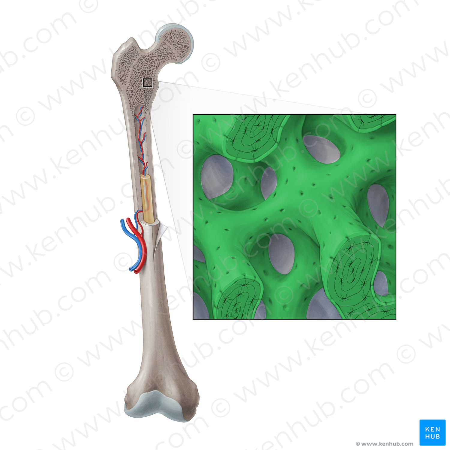 Spongy bone (#21401)