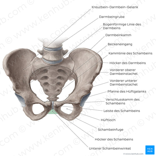 Bony pelvis (anterior view) (German)