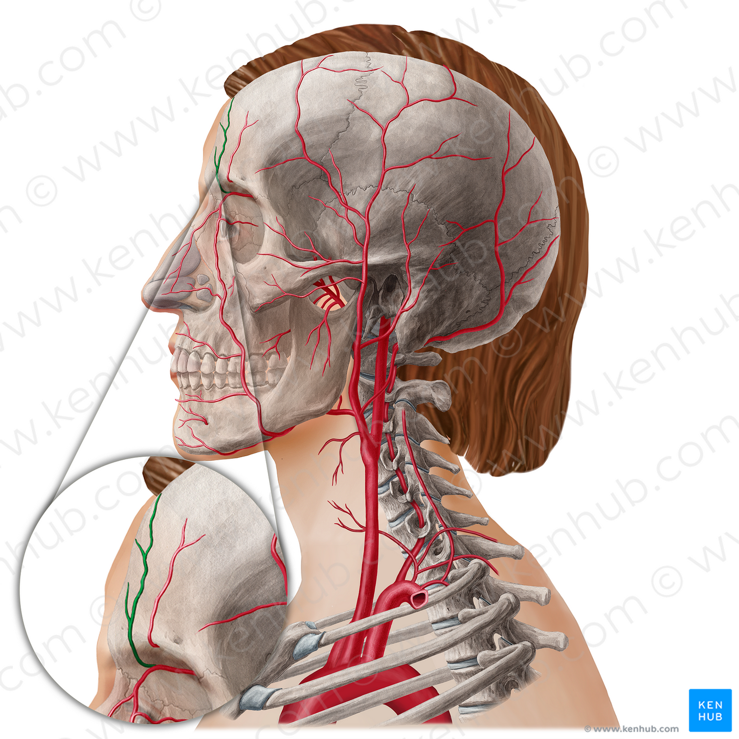 Supratrochlear artery (#21809)