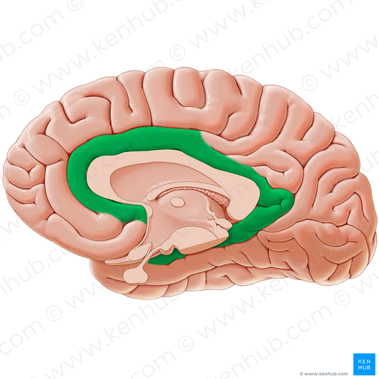 Limbic lobe (#11847)