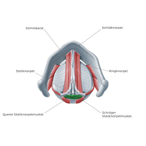 Larynx: action of transverse and oblique arytenoid muscles (German)