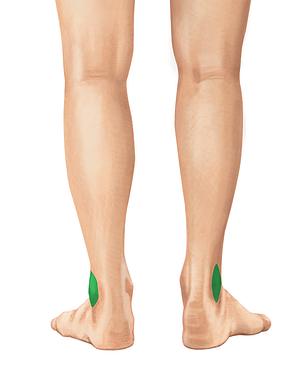 Lateral malleolus of fibula (#4888)