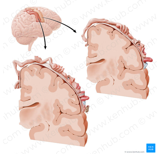 Motor and sensory cortical homunculus (Latin)