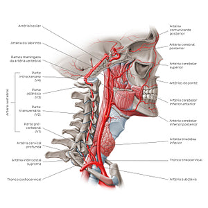 Arteries of the head: Vertebral artery (Portuguese)